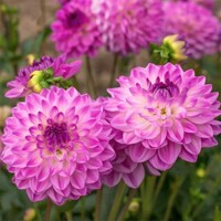 Dahlia Mediterranee