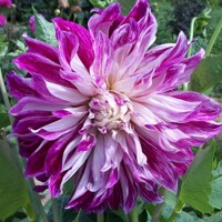 Dahlia Purple Explosion