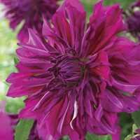 Dahlia Purple Taiheijo