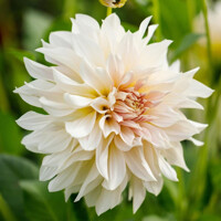 Dahlia Cafe Au Lait