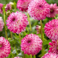 Dahlia nizka Pink Isa