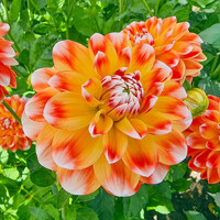 Dahlia Hapet Harmony