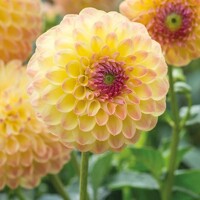 Dahlia Yellow Jill