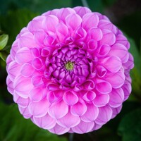 Dahlia Westerton Folly