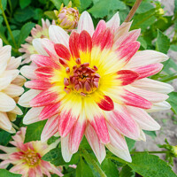 Dahlia Tropical Sunset