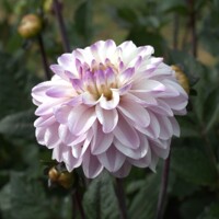 Dahlia Espacio