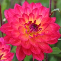 Dahlia Kilburn Glow