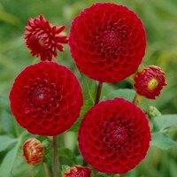 Dahlia Red Cap