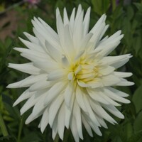 Dahlia Mount Tacoma