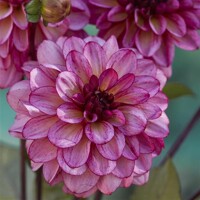 Dahlia Muchacha