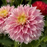 Dahlia Pink Impact