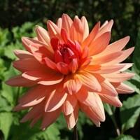 Dahlia Schneckeinstein