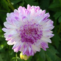 Dahlia Que Sera