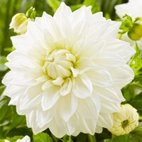 Dahlia Bulls Pride