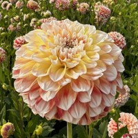 Dahlia Jowey Fantasy