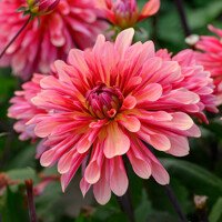 Dahlia Missis Dutch