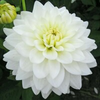 Dahlia Maarten Zwaan