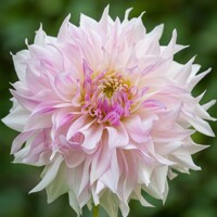 Dahlia Cafe Au Lait Twist