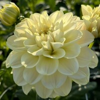 Dahlia Caramel Antique