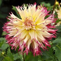 Dahlia Caproz Josephine