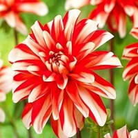 Dahlia Dynamite