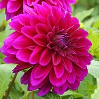 Dahlia Le Baron