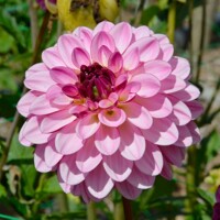 Dahlia Lennys Dream