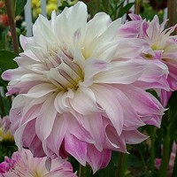 Dahlia Pink Petticoat