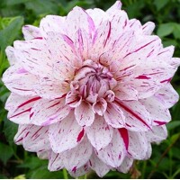 Dahlia Prince Valliant