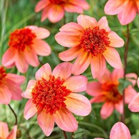 Dahlia Totally Tangerine