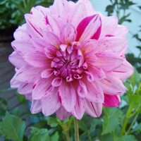 Dahlia Prins Carnaval