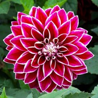 Dahlia Merostar