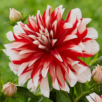 Dahlia Catching Fire