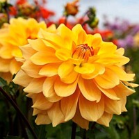 Dahlia Karma Gold