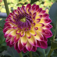 Dahlia Hapet Daydream