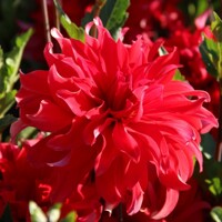 Dahlia Labyrinth Red