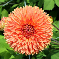 Dahlia Orange Impact