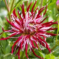 Dahlia Hollyhill Spiderwoman