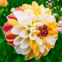 Dahlia Double Jill