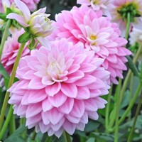 Dahlia Offshore Dream