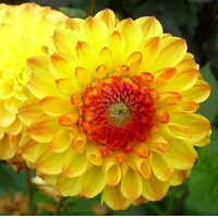 Dahlia Sunny Boy