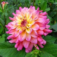 Dahlia Bahama Mama