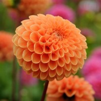 Dahlia Bantling