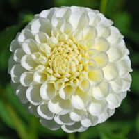 Dahlia Snowflake