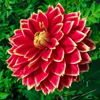 Dahlia Dutch Carnaval