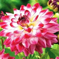 Dahlia Uncle Hankey