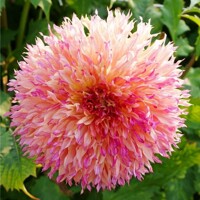 Dahlia Myrtless Folly