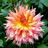 Dahlia Omega