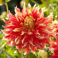 Dahlia Bodacious