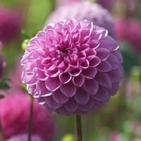 Dahlia Jan Van Schaffelaar